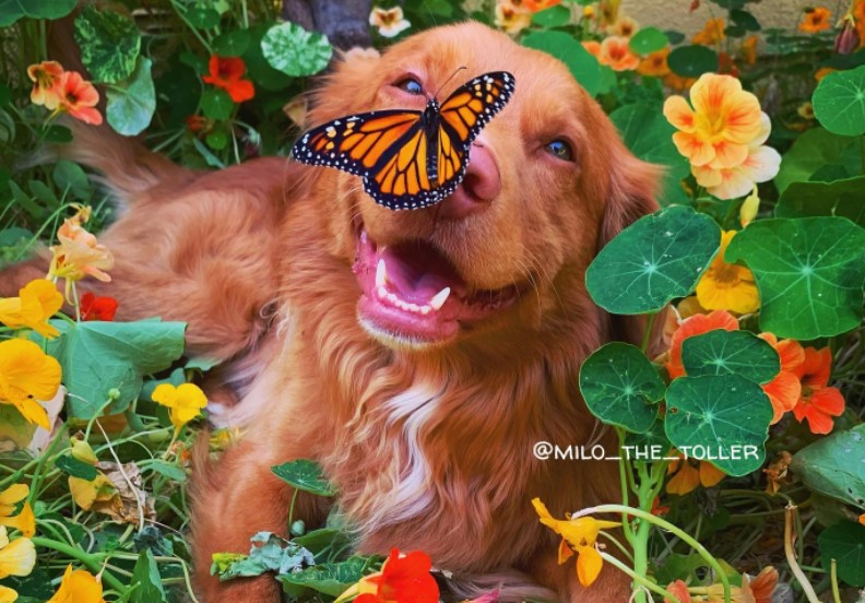 Una amistad improbable: los amigos alados de un gentil golden retriever