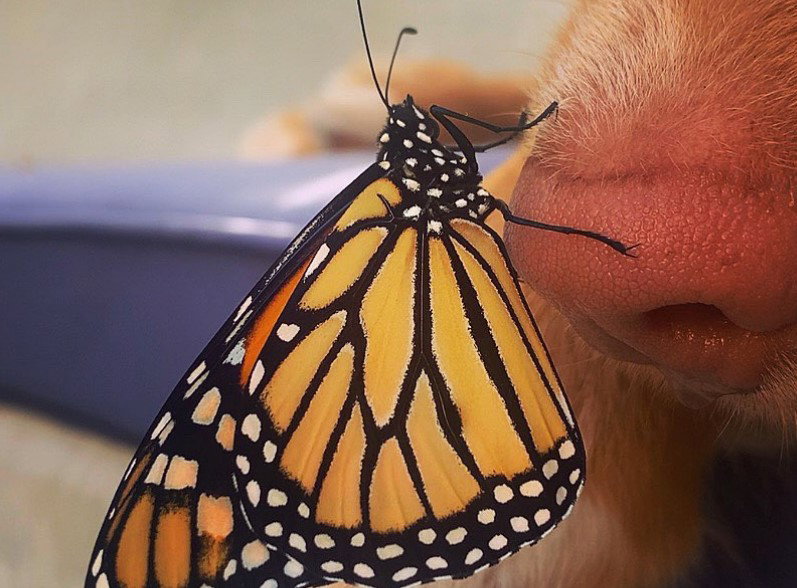 Una amistad improbable: los amigos alados de un gentil golden retriever