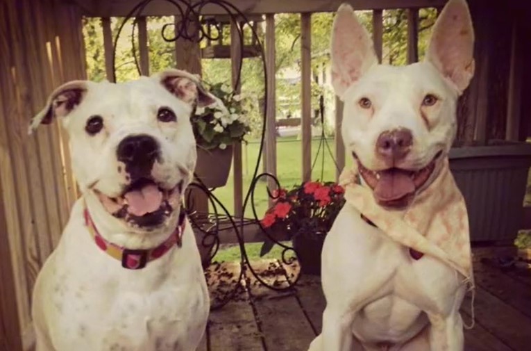 WATCH: Dog wakes up deaf brother in the sweetest way