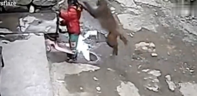 CCTV footage shows shocking attack by a monkey on a toddler
