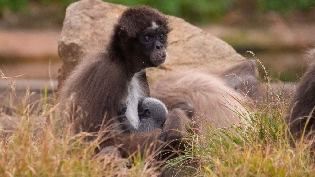 Endangered spider monkey is born at Barcelona zoo