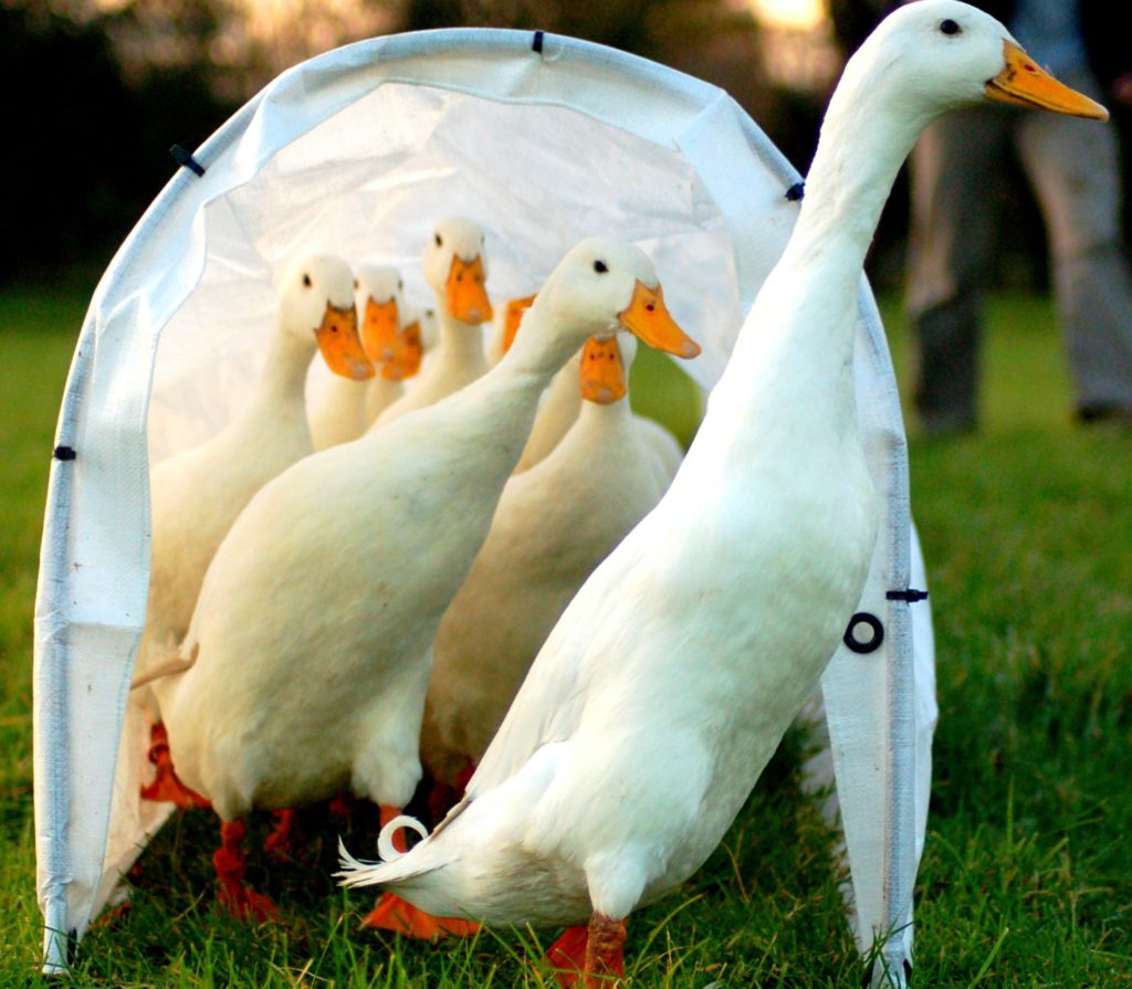 English police ´training ducks to sniff out drugs´