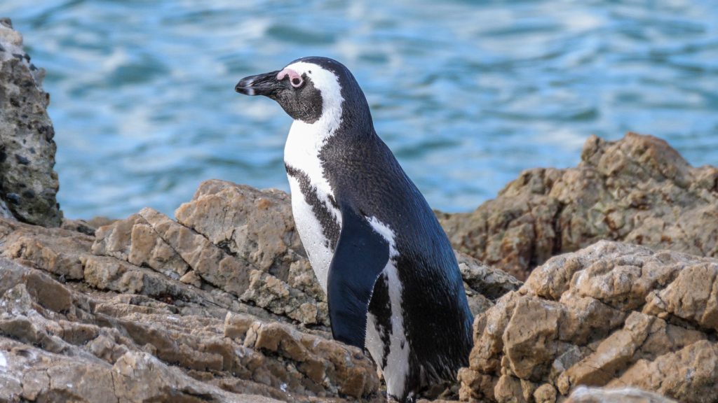 African penguins may go extinct within decades