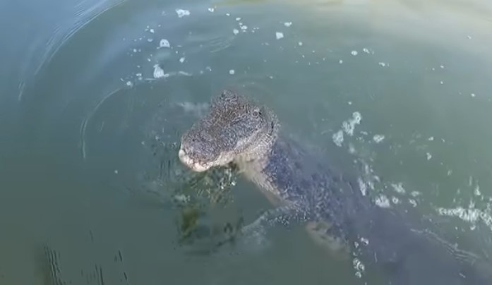 Crocodile tries to leap on board a fishing boat