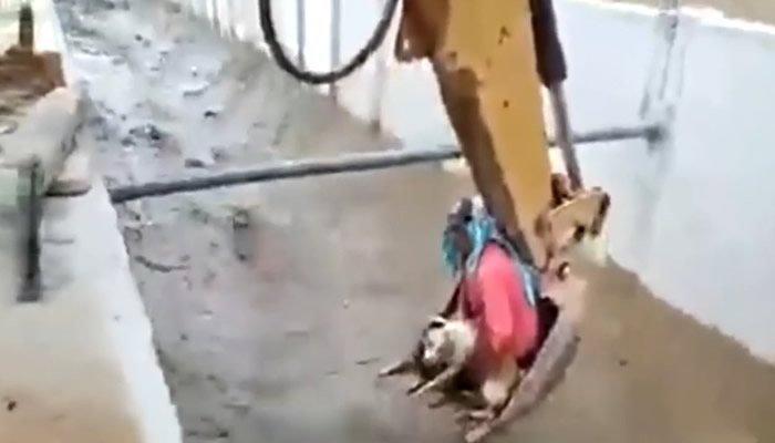 Construction workers use excavator to save a dog from drowning
