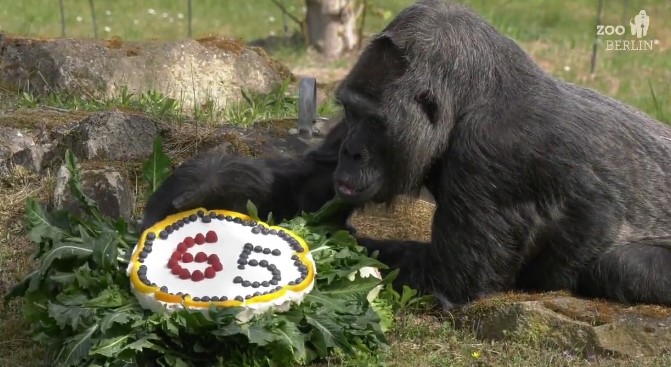World's oldest gorilla celebrates her 65th birthday