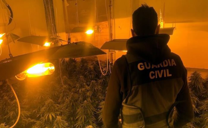 Guardia Civil seize 1,460 marijuana plants in three Granada province homes