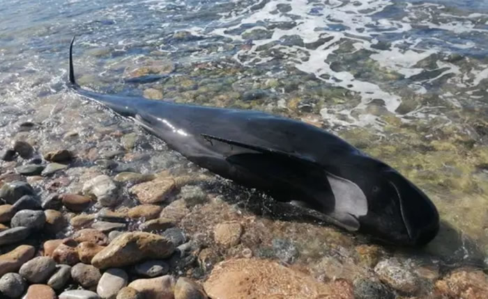 Dead pilot whale washed up on Cartagena beach