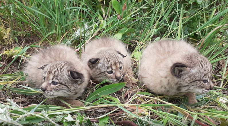 Success as gorgeous lynx cub adopted at Andalucia’s La Olivilla breeding centre