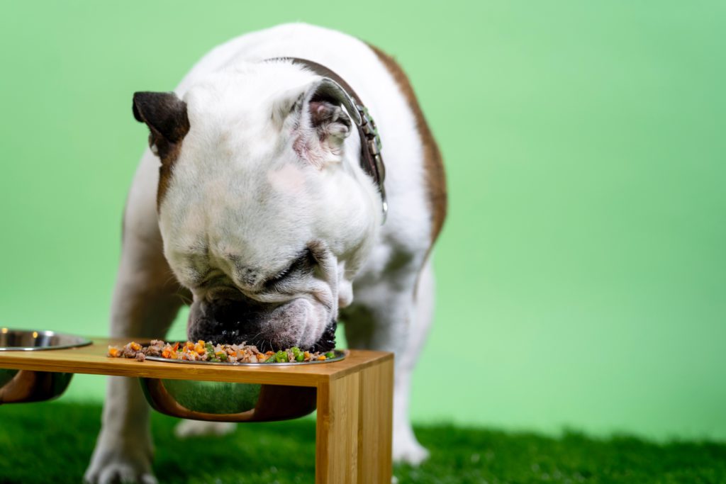 Scientists claim dogs should be fed Vegan diets for better health