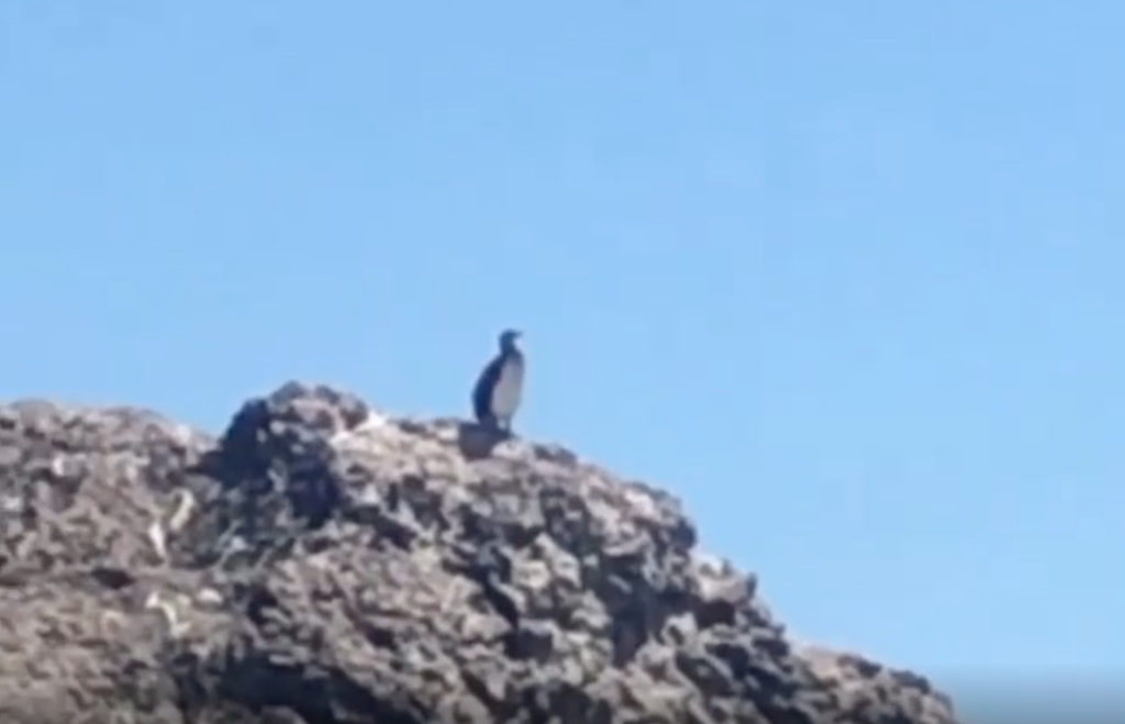 WATCH: Unexpected animal spotted holidaying in Malaga