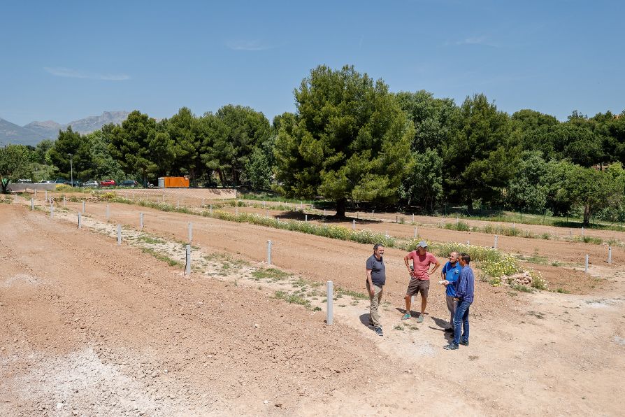 Chance to grow your own on an allotment in Alfaz, Alicante