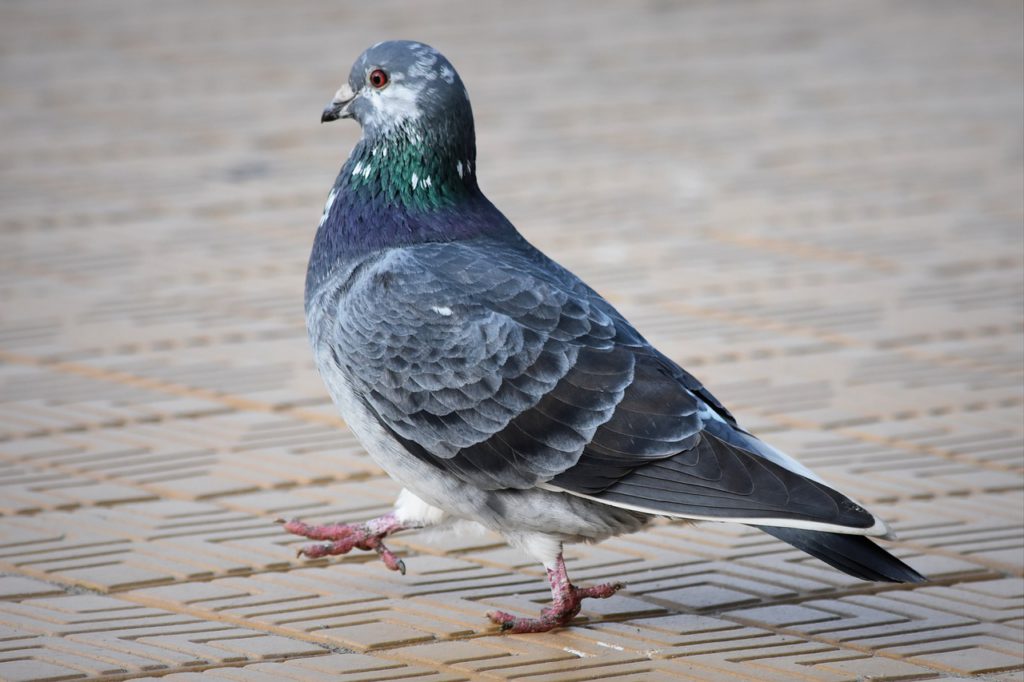 Pigeons are the cause of problems in Elche (Alicante) pedestrian areas