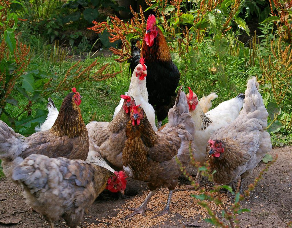 Marching orders for chickens colonising parks and gardens in Torrevieja, Alicante