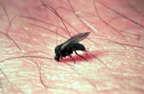 Spain raises alarm over black fly which can spread viruses