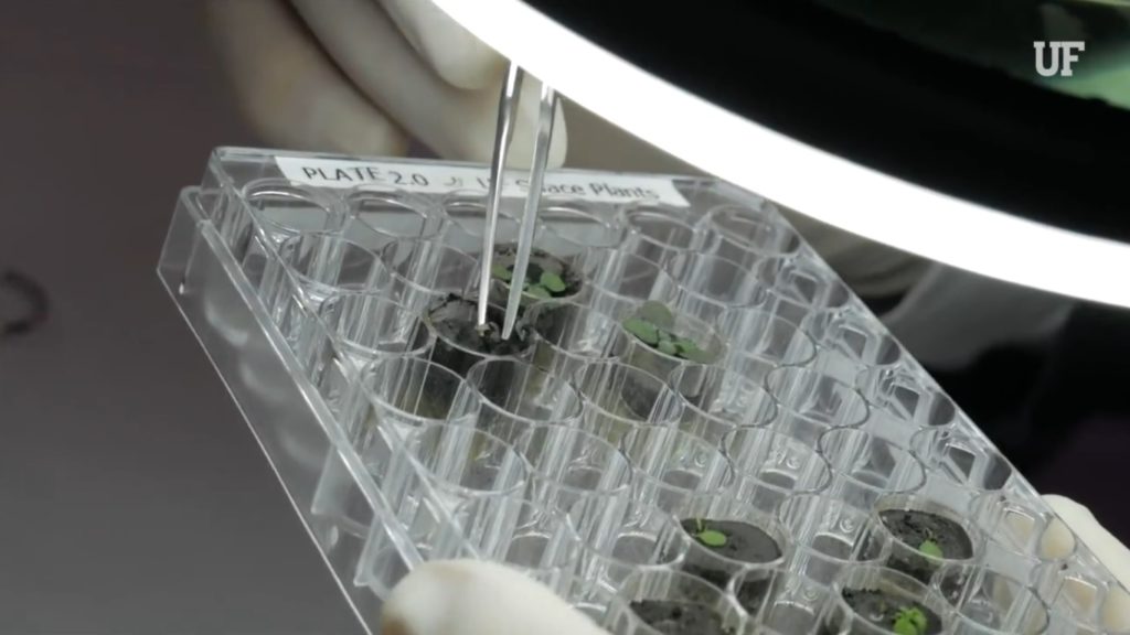 Moon soil used for first time to grow plants