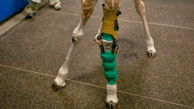 Adorable baby giraffe born with bending limbs gets leg braces