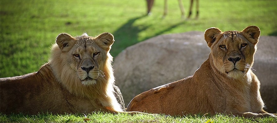 Sadness as matriarch lioness Sortuda, dies