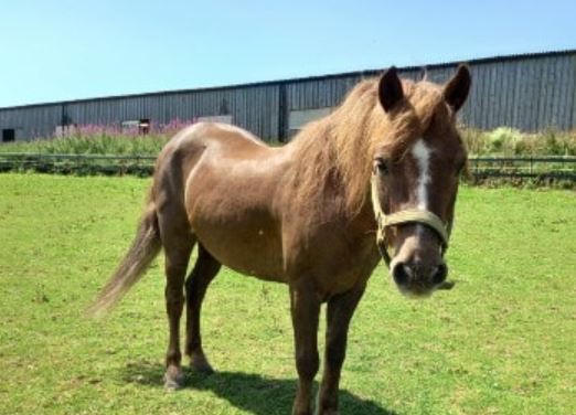 Prison time and lifetime ban for man who left horse collapsed in a muddy field