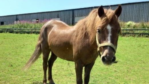 Prison time and lifetime ban for man who left horse collapsed in a muddy field