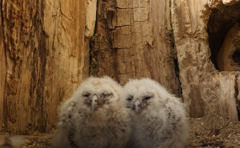 VIRAL WATCH: Owl immediately adopts two adorable rescue chicks after her eggs fail