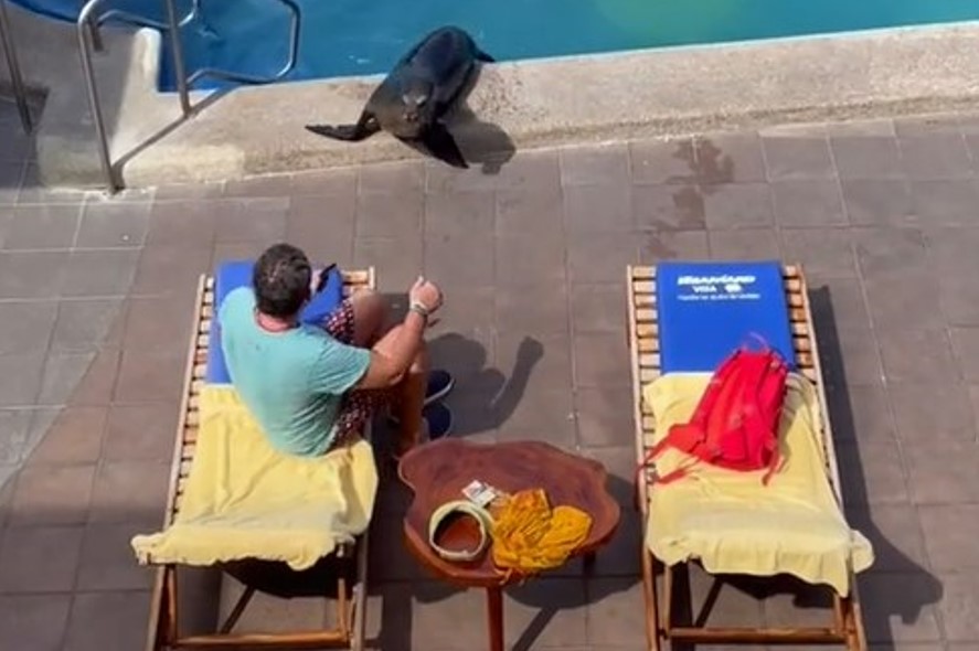 WATCH: Cheeky sea lion invades hotel pool and steals sun lounger