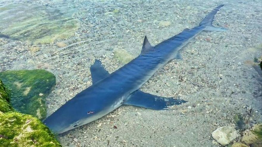A two-metre shark surprises bathers on Ibiza beach