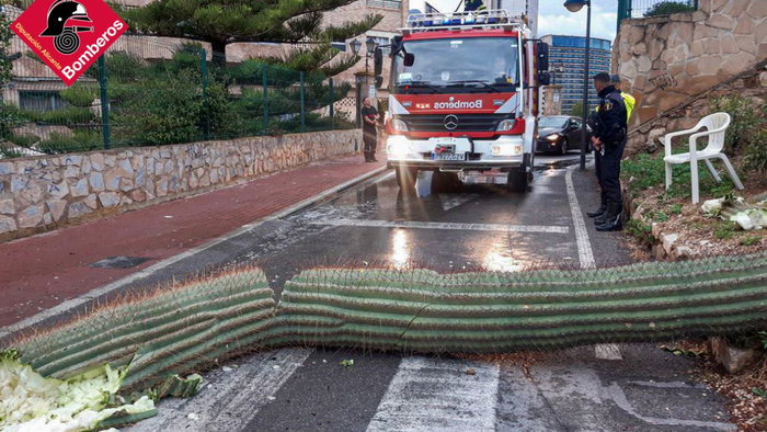 Firefighters to the rescue after giant cactus calamity in Spain