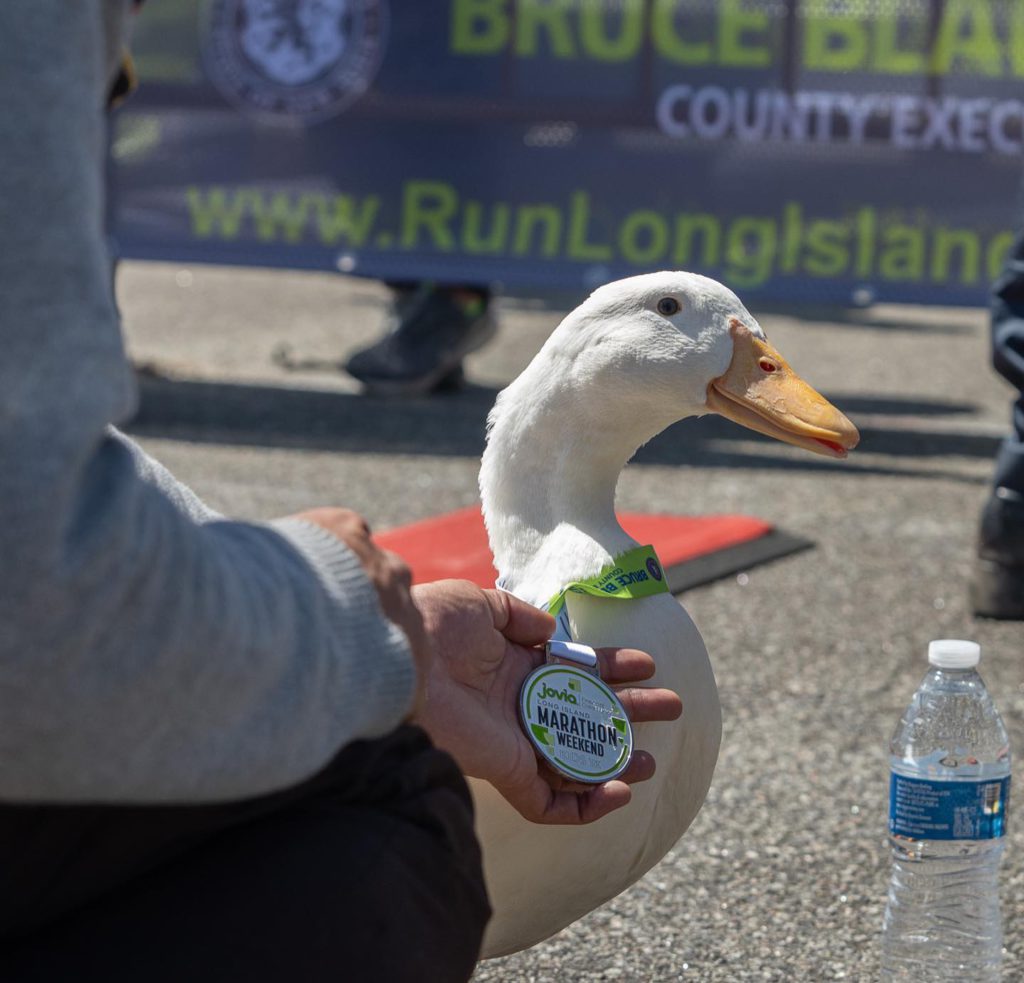 WATCH: Duck runs a hugely popular marathon and gets her own medal