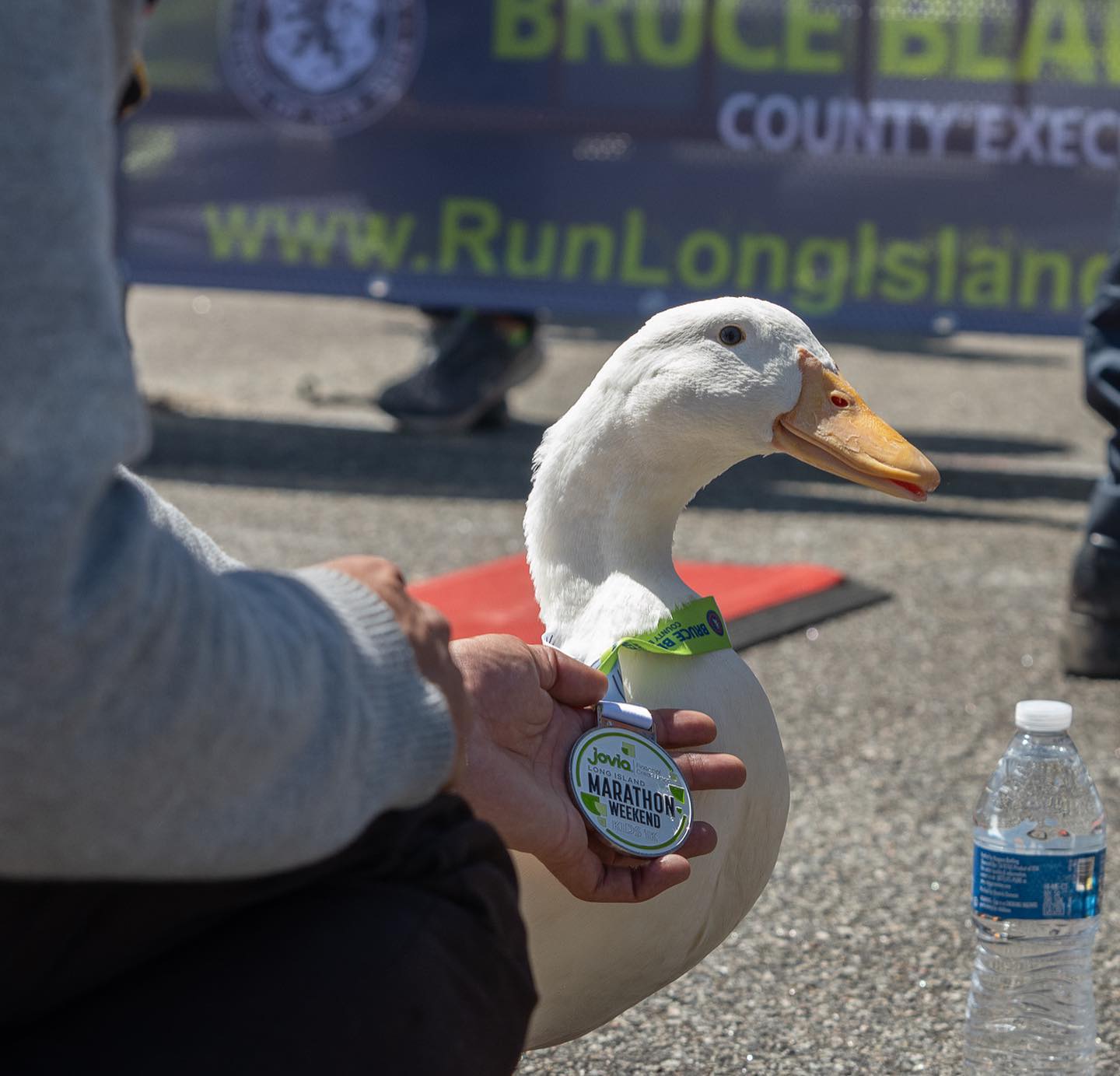 WATCH: Duck runs a hugely popular marathon and gets her own medal | The  Blog 101