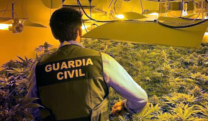 Three cannabis sativa plantations busted in Granada province