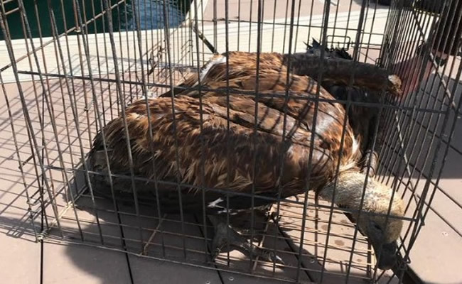 Birds of prey rescued after attacks in La Linea de Concepcion and Gibraltar