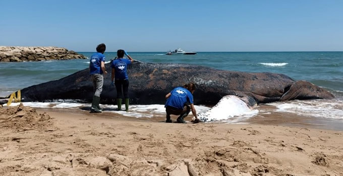 Humpback whale rescued from illegal net in Mallorca dies on a Valencian beach