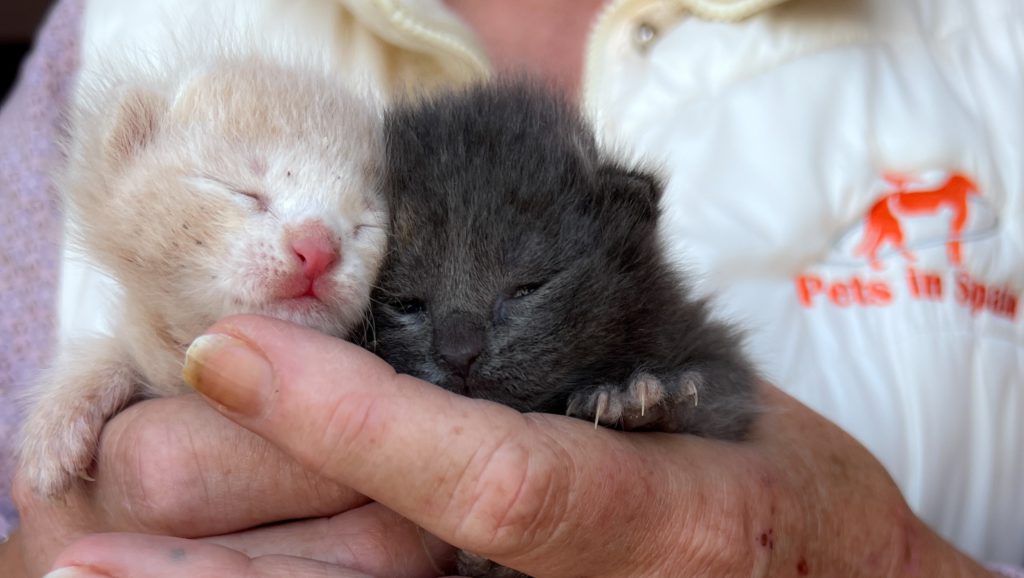 Animal charity in La Marina, Alicante, is once more overwhelmed with kittens