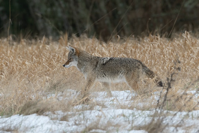 Toddler mauled by coyote in Dallas, Texas