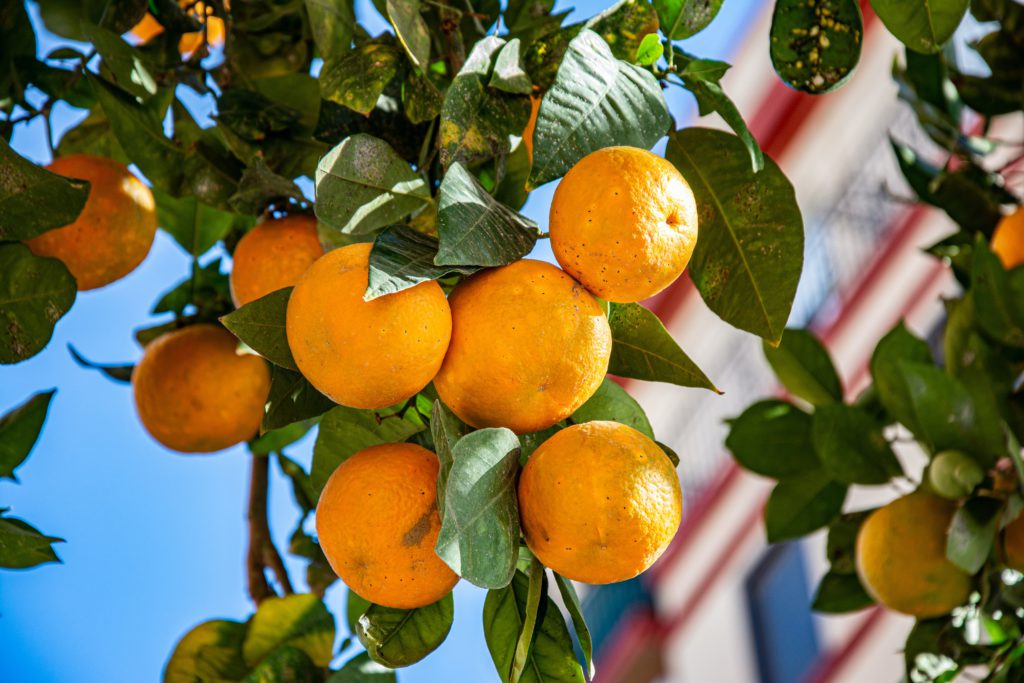 Ximo Puig urges Europe to resist pressures and protect Valencia's citrus fruit