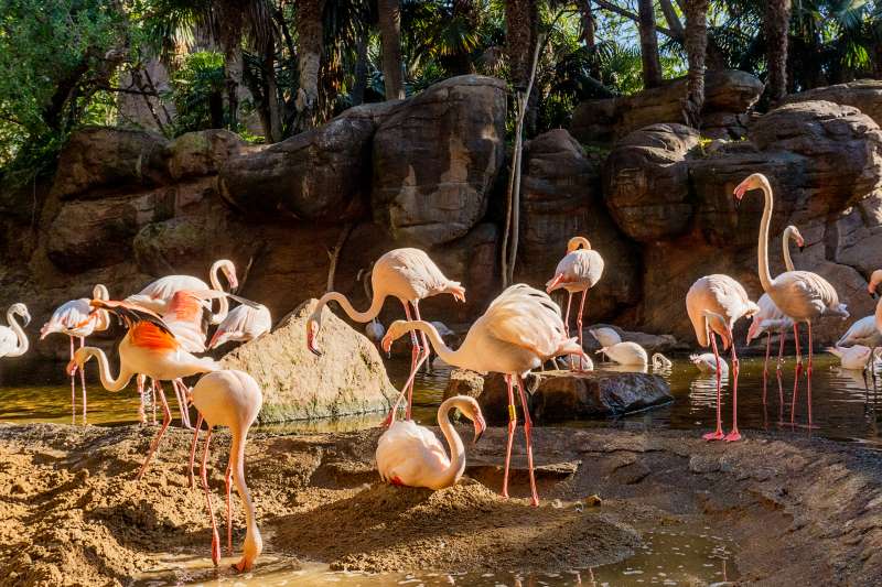 Flamingos start their courtship displays