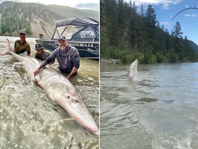 Monster 100-year-old ten foot Sturgeon caught and returned to the River