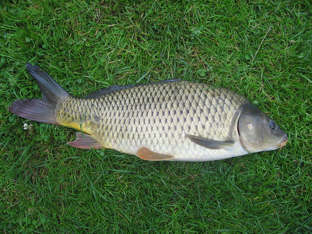 Fish reluctant to feed for latest Carp-R-Us match in Guardamar (Alicante)