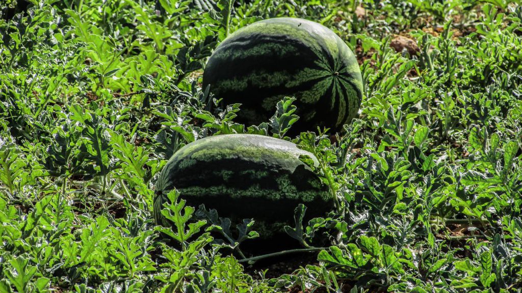 Thieves eye Almeria province watermelons as prices practically double this year