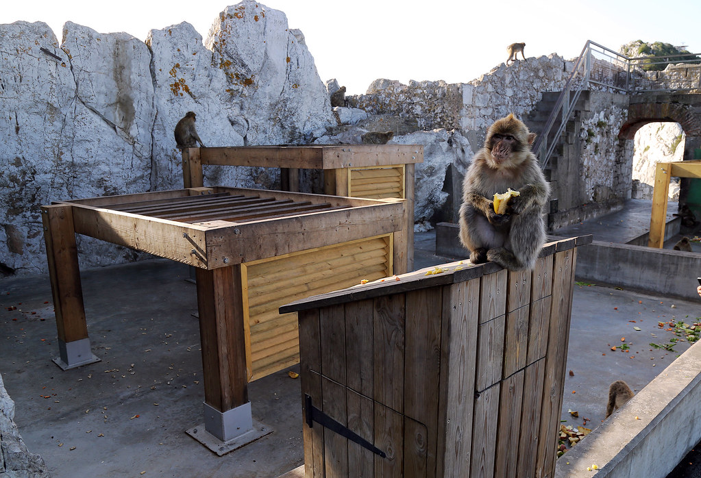 Gibraltar Macaques not responsible for first case