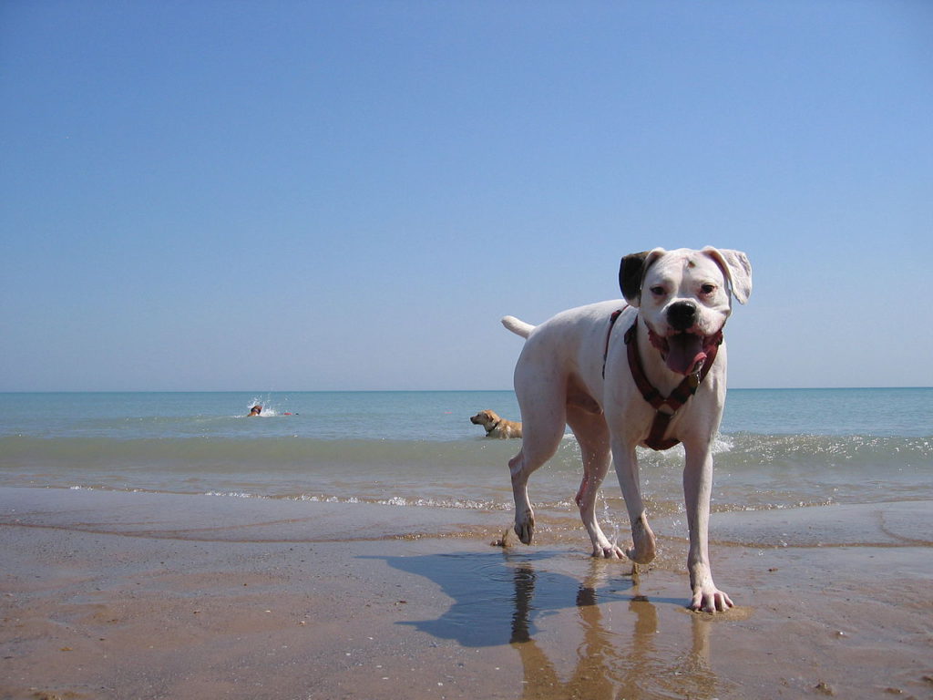 Dénia dog friendly beaches for the summer