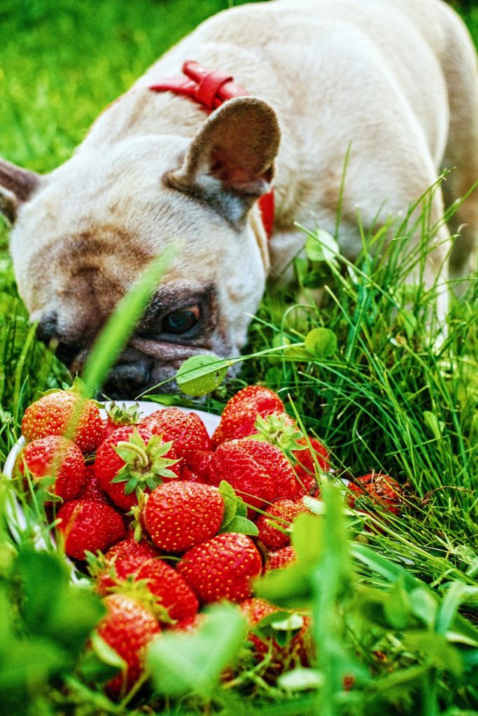 healthy treats for your furry friend
