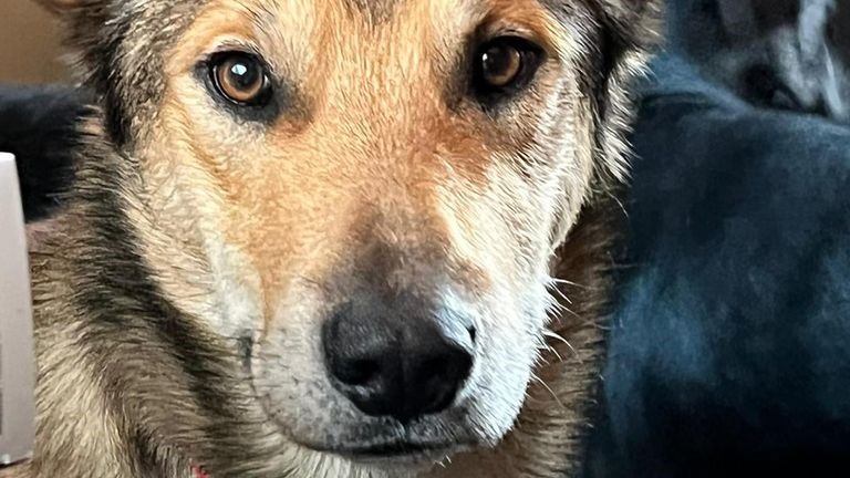 Sledge dog who went missing during Alaskan race found alive after three months
