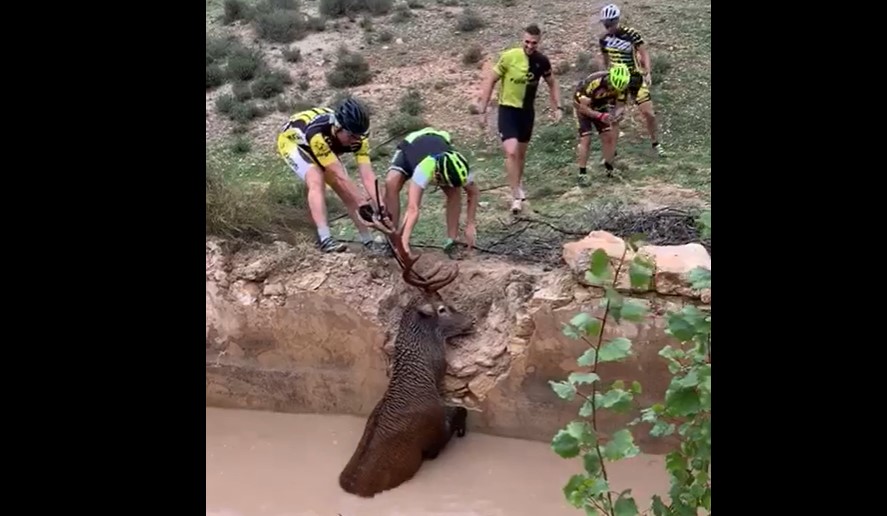 WATCH: Spanish cycling group selflessly rescues trapped animal just in time