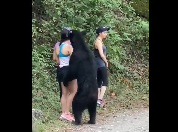 WATCH: Crazy moment curious black bear inspects and nibbles three hikers