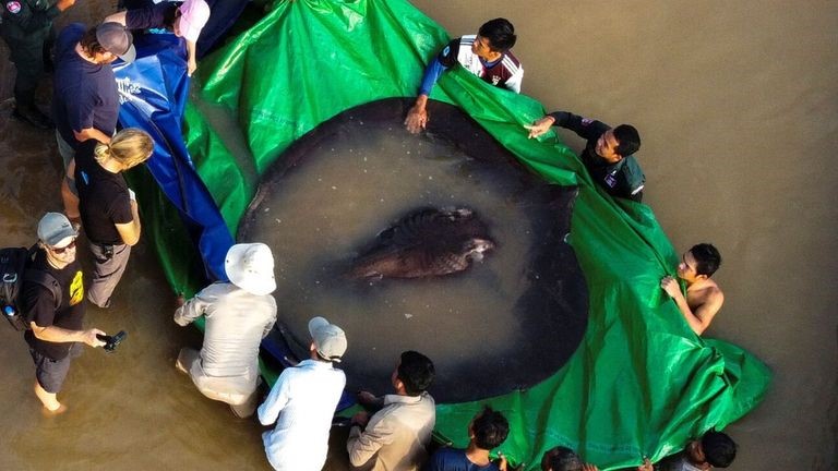 World's largest recorded freshwater fish caught in Cambodia