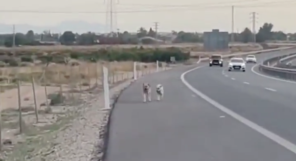 Daring doggy rescue: Driver rescues two dogs from A7 in Alicante