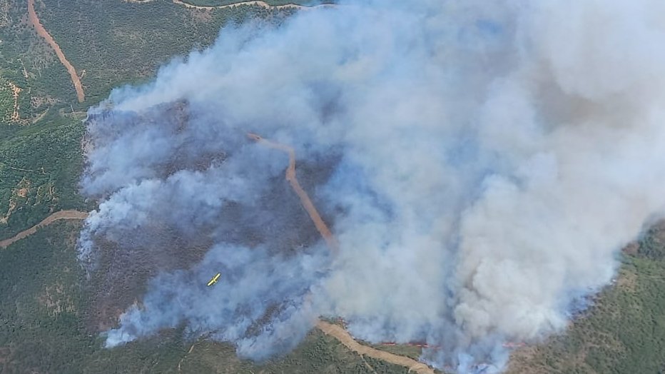 Firecrackers thrown by teenagers caused forest fire in Alicante