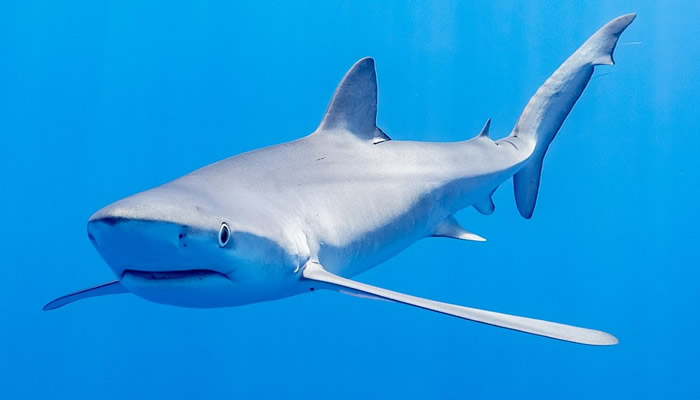 Image of a blue shark.